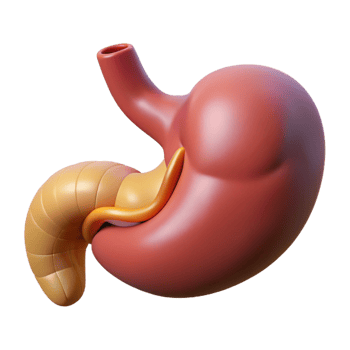 3D Render of Human Stomach and Duodenum png