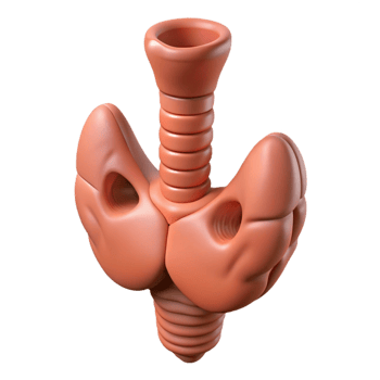 3D Illustration of an Organ png