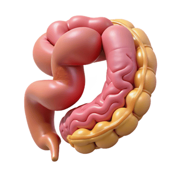 3D Render of Intestine Anatomy png