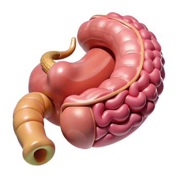 3D Model of the Small Intestine png
