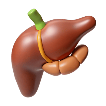 3D Cartoon Liver Illustration png
