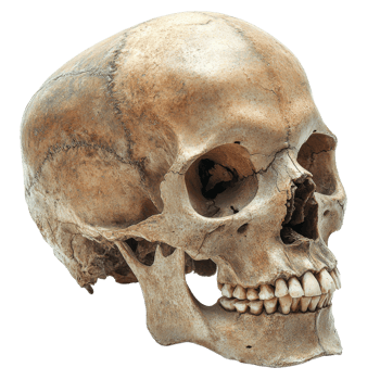Human skull close up png