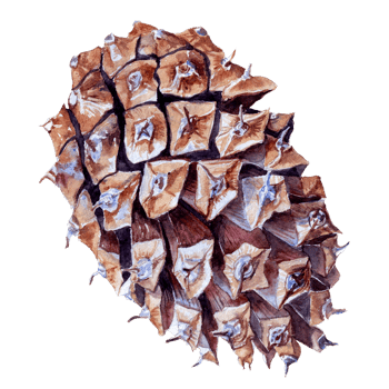 Hand drawn big pine Cone of watercolor png