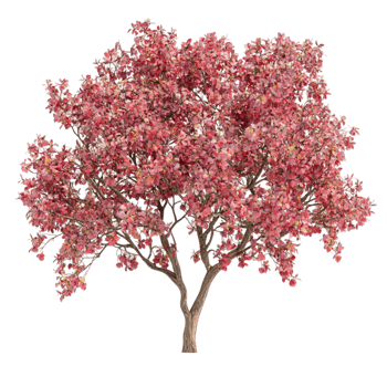 Flowers Tree on Transparent Background png
