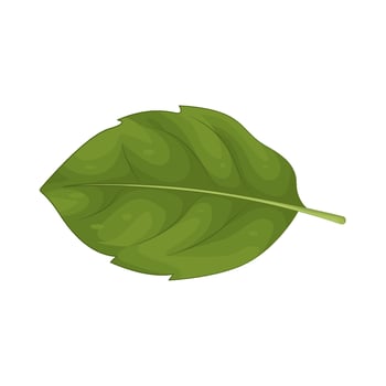 Illustration of leaf vector