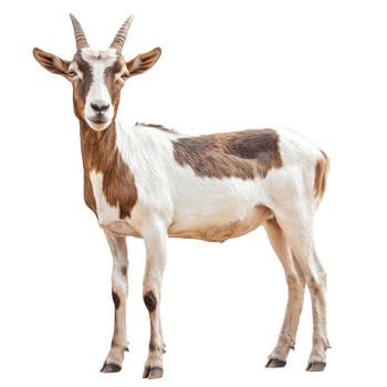 Brown and white goat standing in a neutral setting png