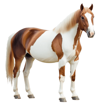 Horse stands gracefully in a bright pasture png