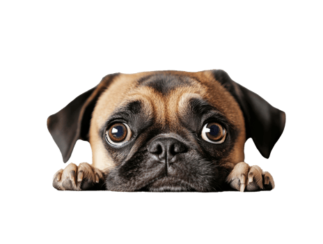 Pug looking curiously from behind a surface png