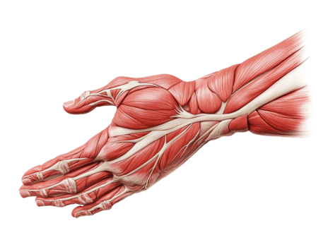 Detailed illustration of human arm muscles anatomy png
