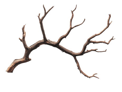 Intricate dry branch with unique shapes png