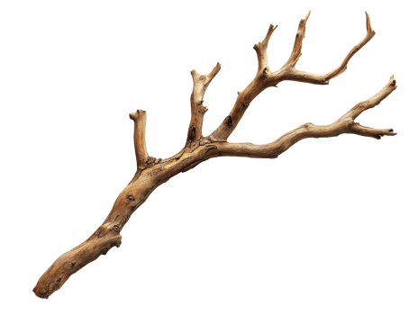 A natural wooden branch lies on a plain background png