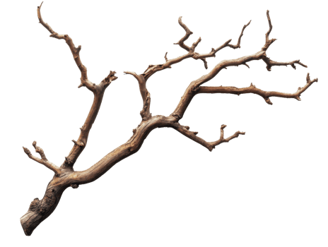 Intricate dry branch on white background png