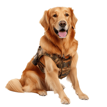 Tactical harnessed golden retriever png