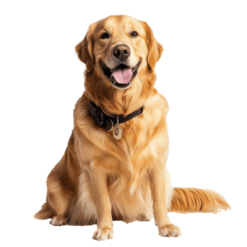 Golden retriever sitting and smiling at camera png