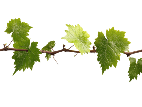 Green grapevine leaves on white backdrop png