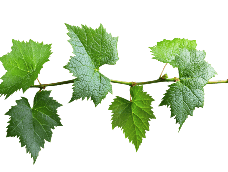 Vibrant green grape leaves on a sunny day png