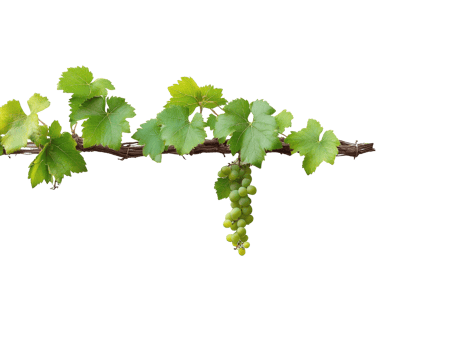 Fresh green grapes hanging from vine branch png