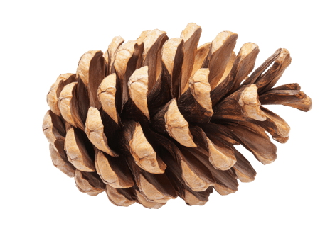 Pine cone resting on a white surface png