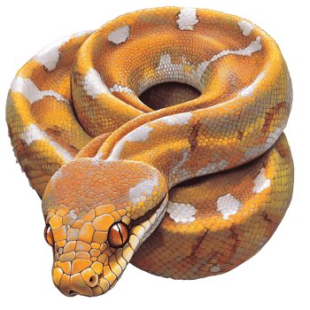 Colorful python coiled on a smooth surface png