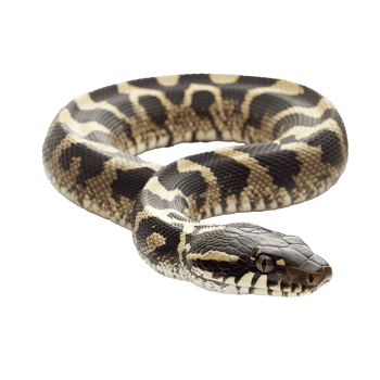 Snake with unique patterns in a studio setting png