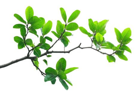Fresh green leaves growing on a sturdy branch png