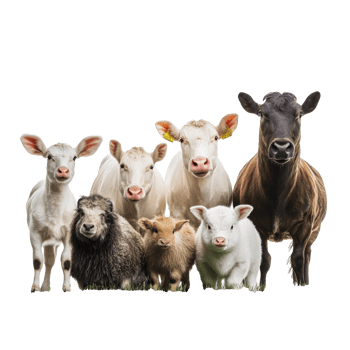 Farm animals pose for a portrait png