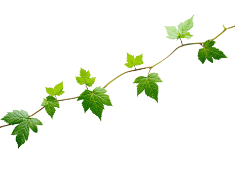 Green vine on a white backdrop png