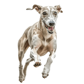 Dog joyfully running in the open space png