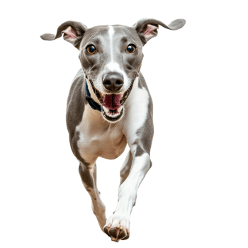 Happy greyhound running with joy in bright space png