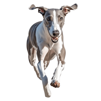 Greyhound racing through an open area png