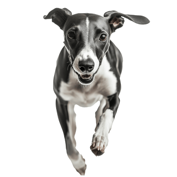Black and white dog running joyfully indoors png