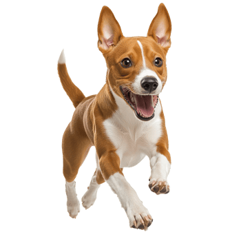 Happy dog running joyfully indoors at playtime png