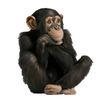 Curious baby chimpanzee resting thoughtfully png