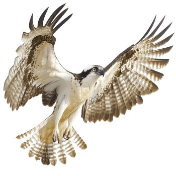 Osprey soaring gracefully over the water png