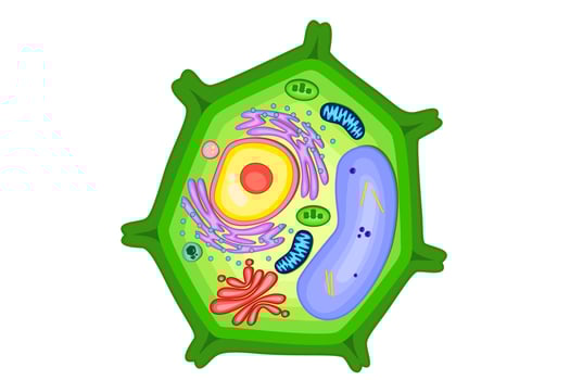 Structure of plant cell illustration. vector
