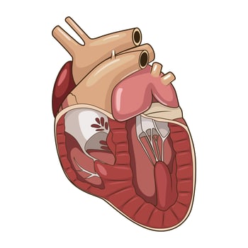 Heart of a dog medical veterinary science educational illustration vector