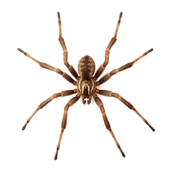 Spider Top View Isolated on Transparent Background png