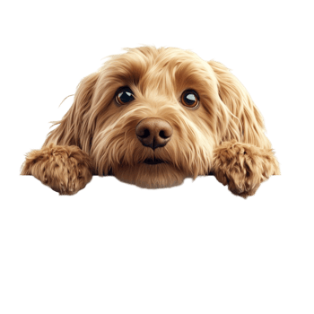 Cute Dog Staring Into The Lens On Transparent Background png