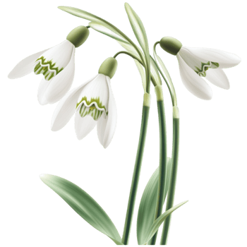 White snowdrop flowers a transparent background png