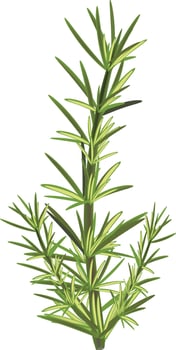 Green plant growing with lush foliage on white background vector