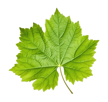 Green Grape Leaf png