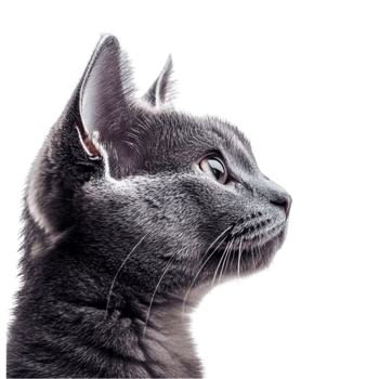 Gray Cat Looking Up at Something png