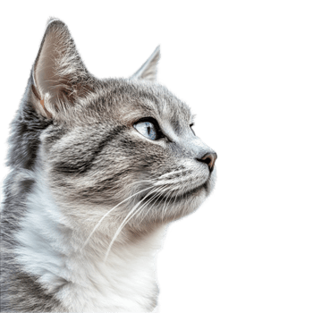 Gray Cat with Blue Eyes png