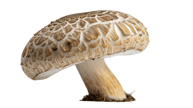 Closeup of Shiitake Mushroom, Cap Details, Edible Fungi, Gourmet Food png