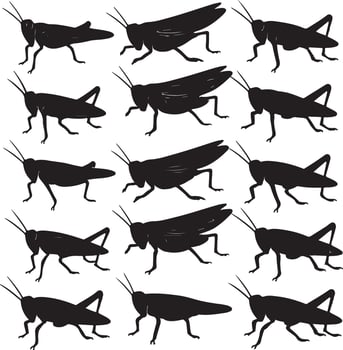 A line drawings of grasshoppers vector