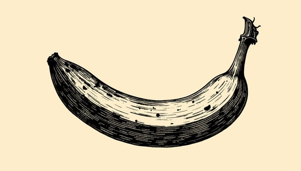 Retro black and white engraving of an banana with intricate details vector