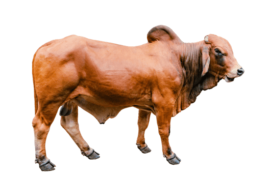 Red Qurbani Cow For Eid Al Adha on transparent Background. Eid Ul Adha Red Cow on transparent Background png