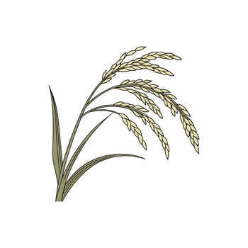 Rice plant illustration isolated on white background vector