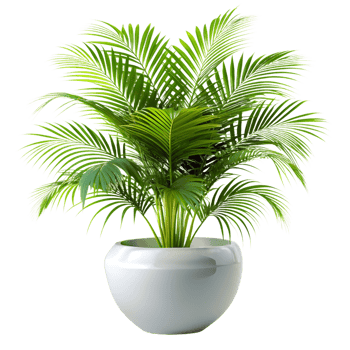 Lush Green Areca Palm Tree in a Modern White Pot png