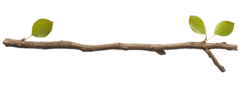 Minimalist Branch with Two Green Leaves png